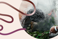A close-up photo of an Aboriginal Elder with traditional white body paint leaning over smoking eucalyptus branches during a smoking ceremony, set against a cream background with a decorative flowing line design.